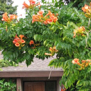 Campsis Tag. Indian Summer