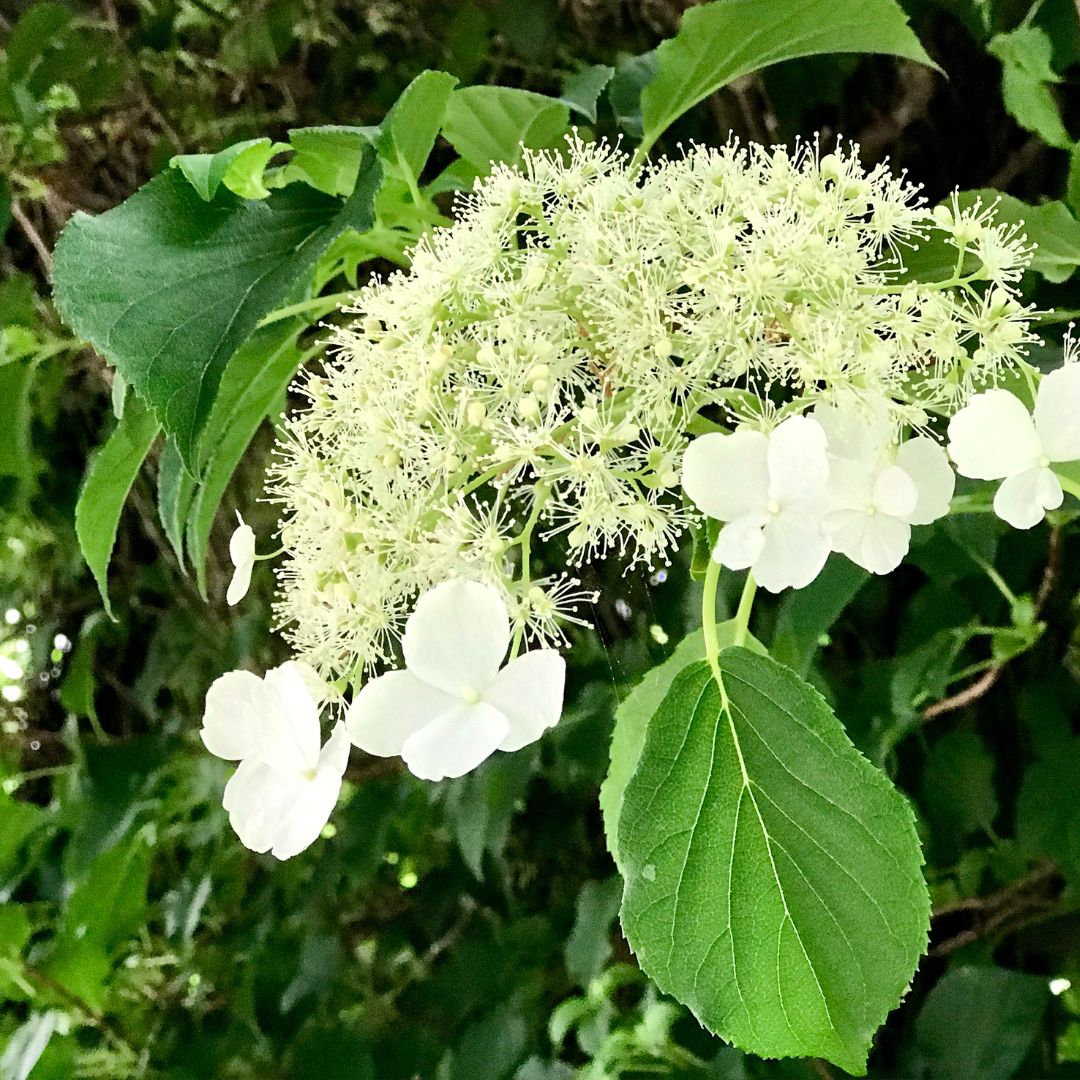 Schizophragma Hydrangeoides – Oceanview Home and Garden