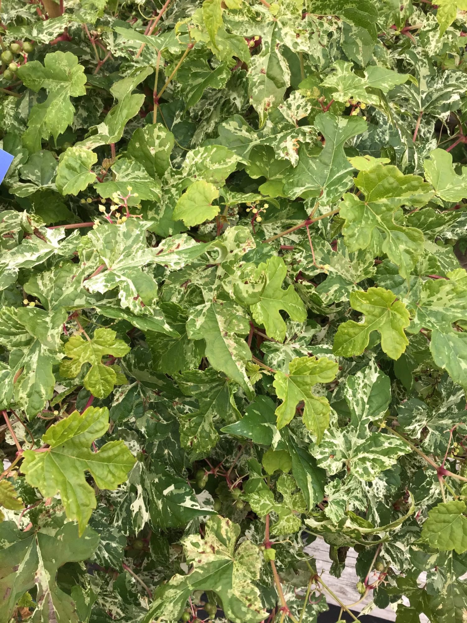 Ampelopsis Bre.