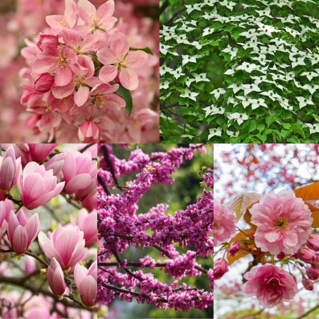 Kwanzan Cherry (5)