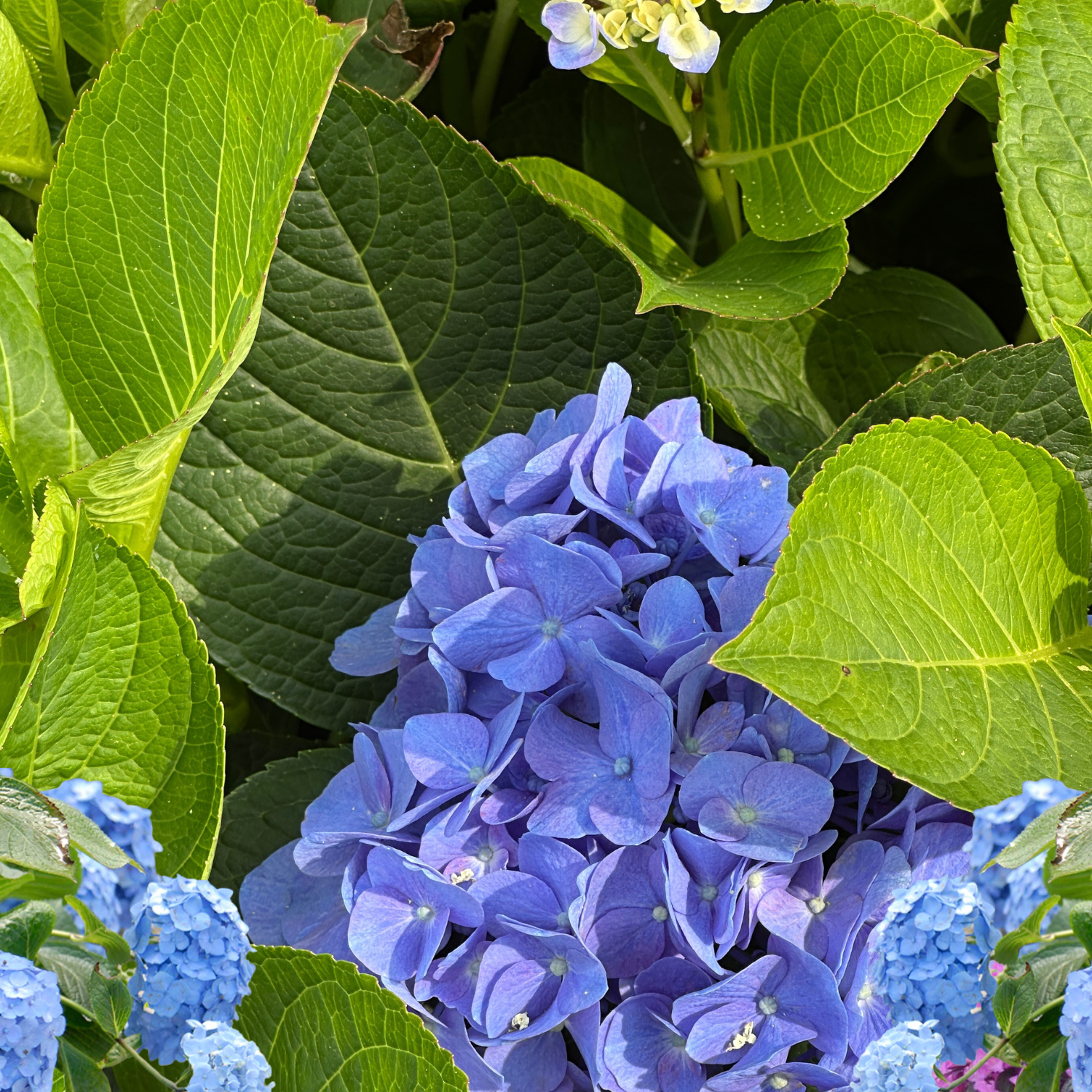 Green Modern Plant of The Week Spotlight Facebook Event Cover (10 x 8 in) (8 x 10 in) (5 x 5 in) (1)